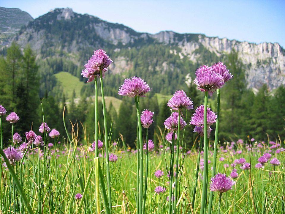960px Allium schoenoprasum var alpinum