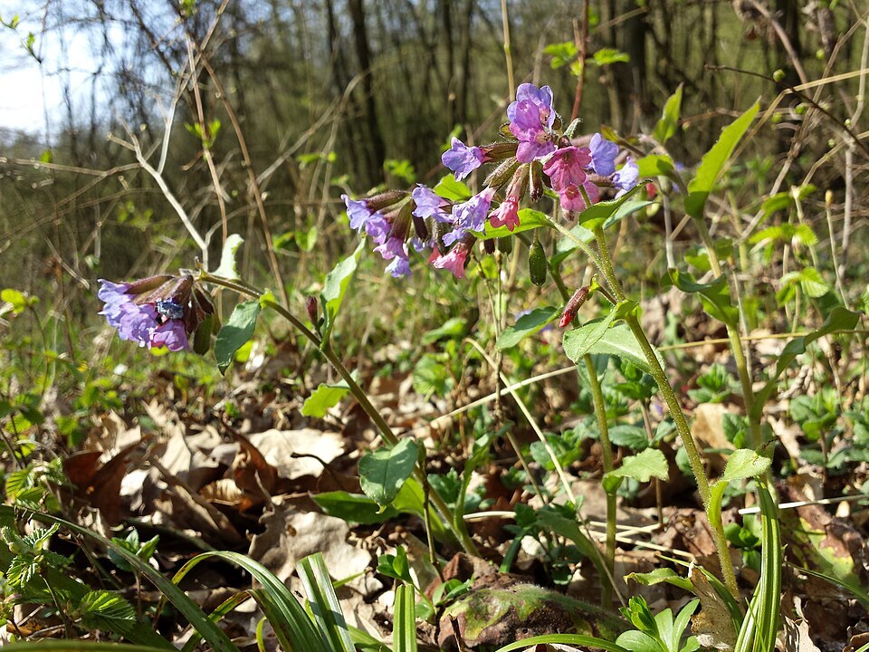 960px Pulmonaria officinalis s str sl2