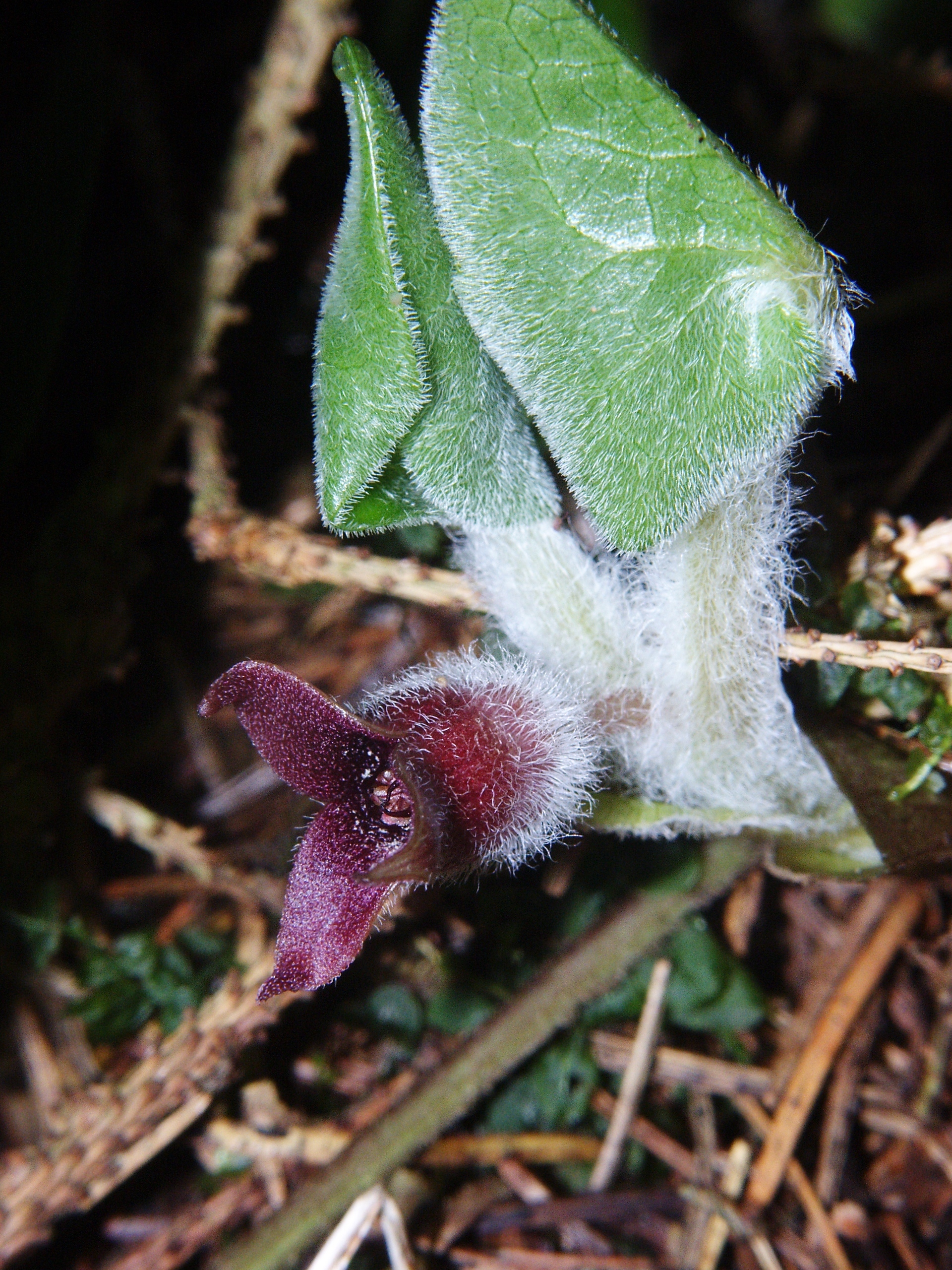 Asarum europaeum 170406