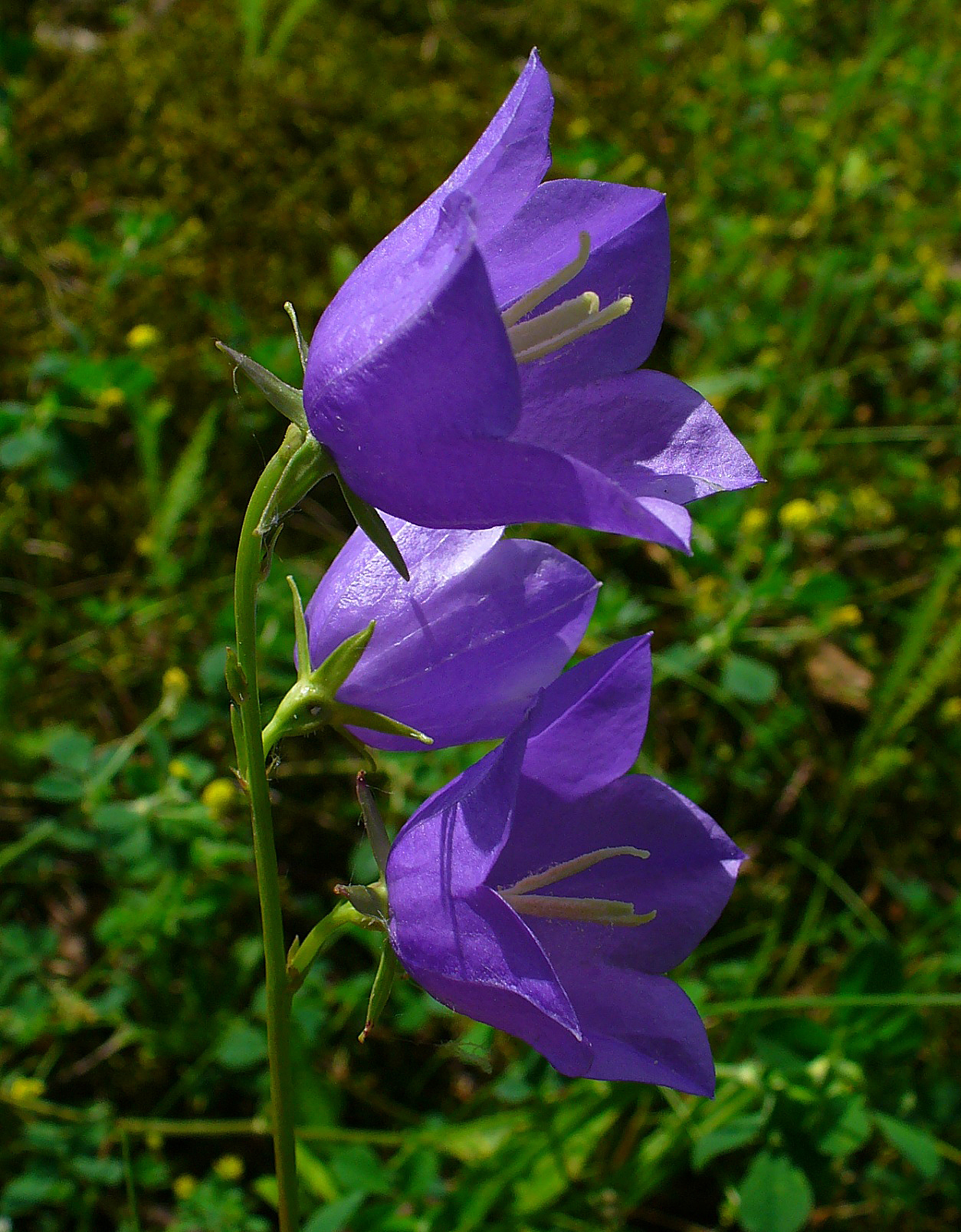 Campanula persicifolia 0002