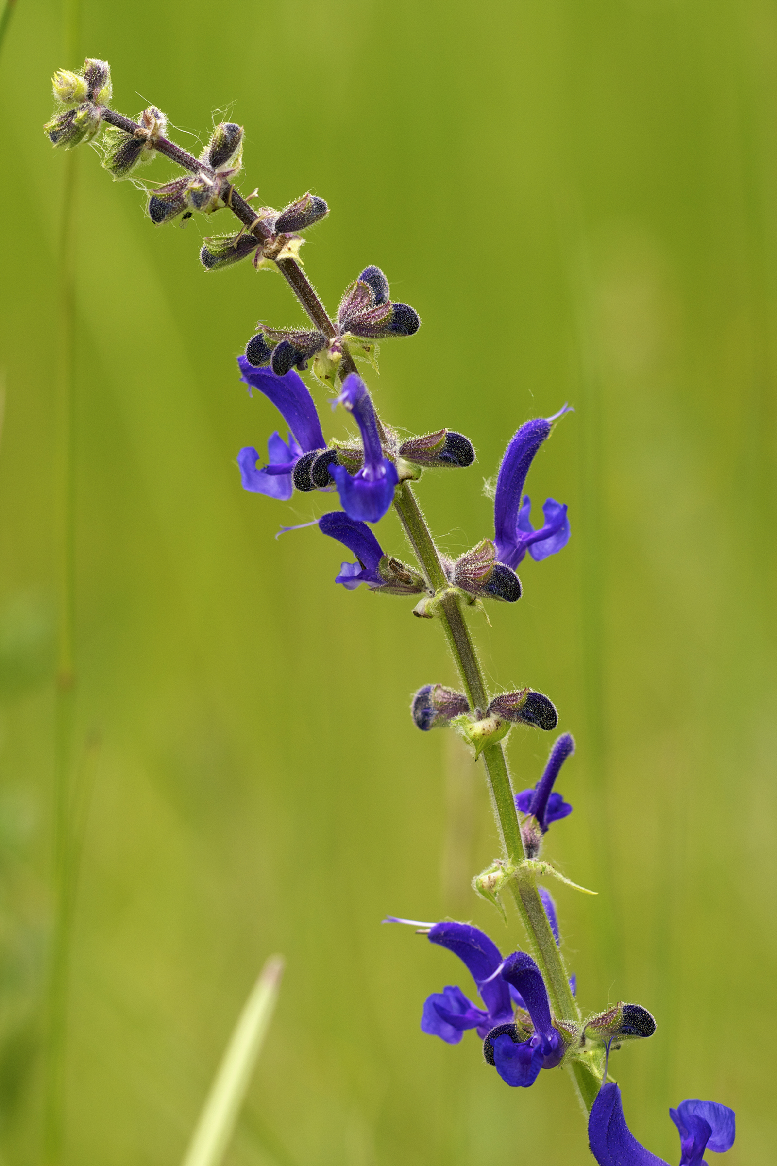 Salvia pratensis LC0340